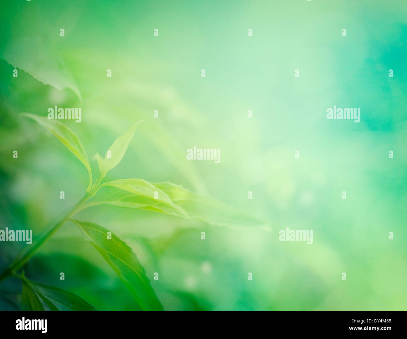 Design background. Spring or summer nature background Stock Photo - Alamy