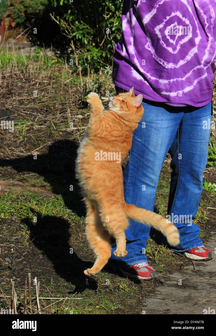 Ginger cat jumping by owner's feet Stock Photo Alamy