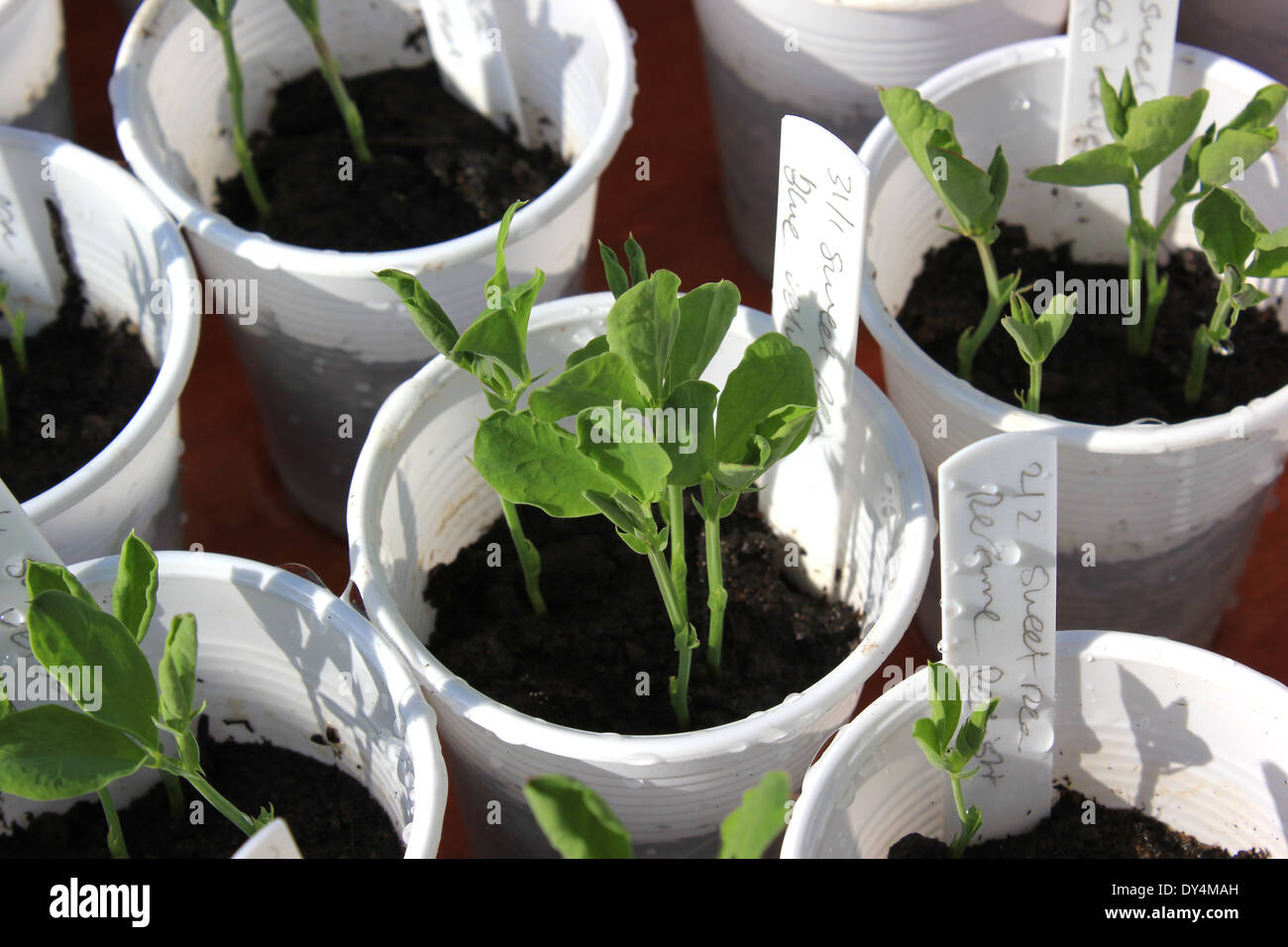 Sweet pea seedlings in plastic cups Stock Photo Alamy