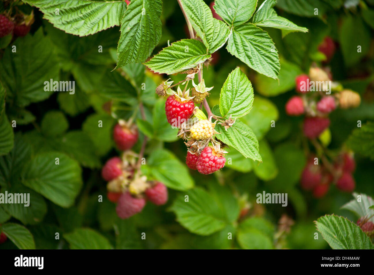 red raspberries growing on a bush Stock Photo Alamy