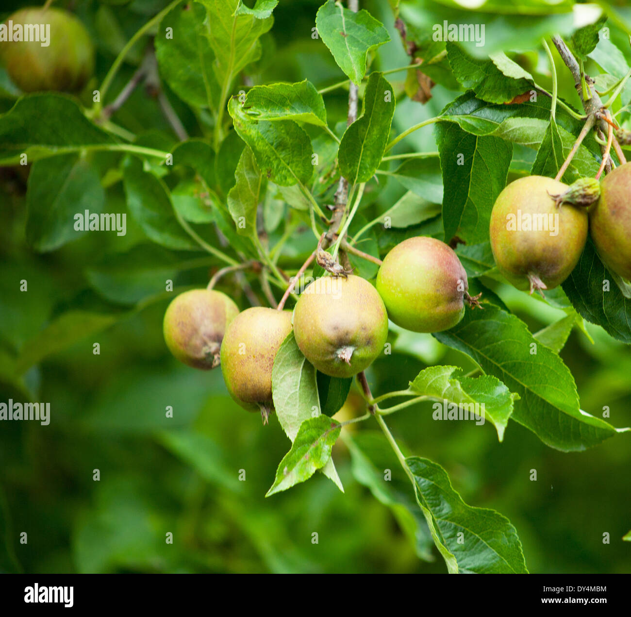 a tight shot of apples growing on a tree still gree with a little color Stock Photo