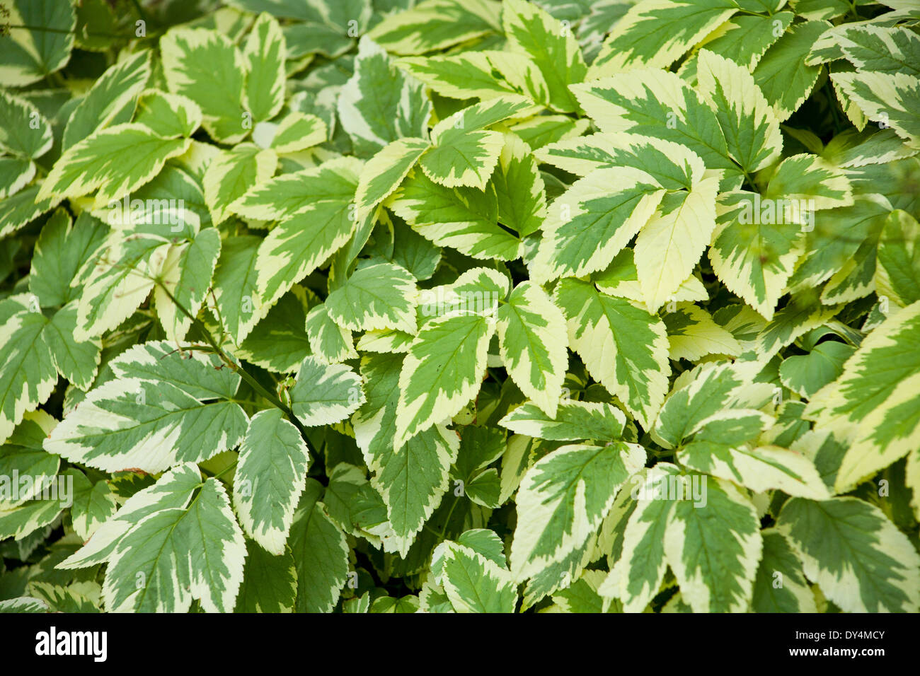 Plant with cheap variegated leaves