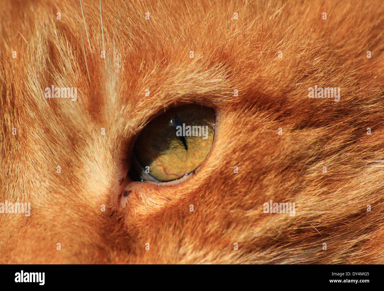 Eye of ginger cat Stock Photo Alamy
