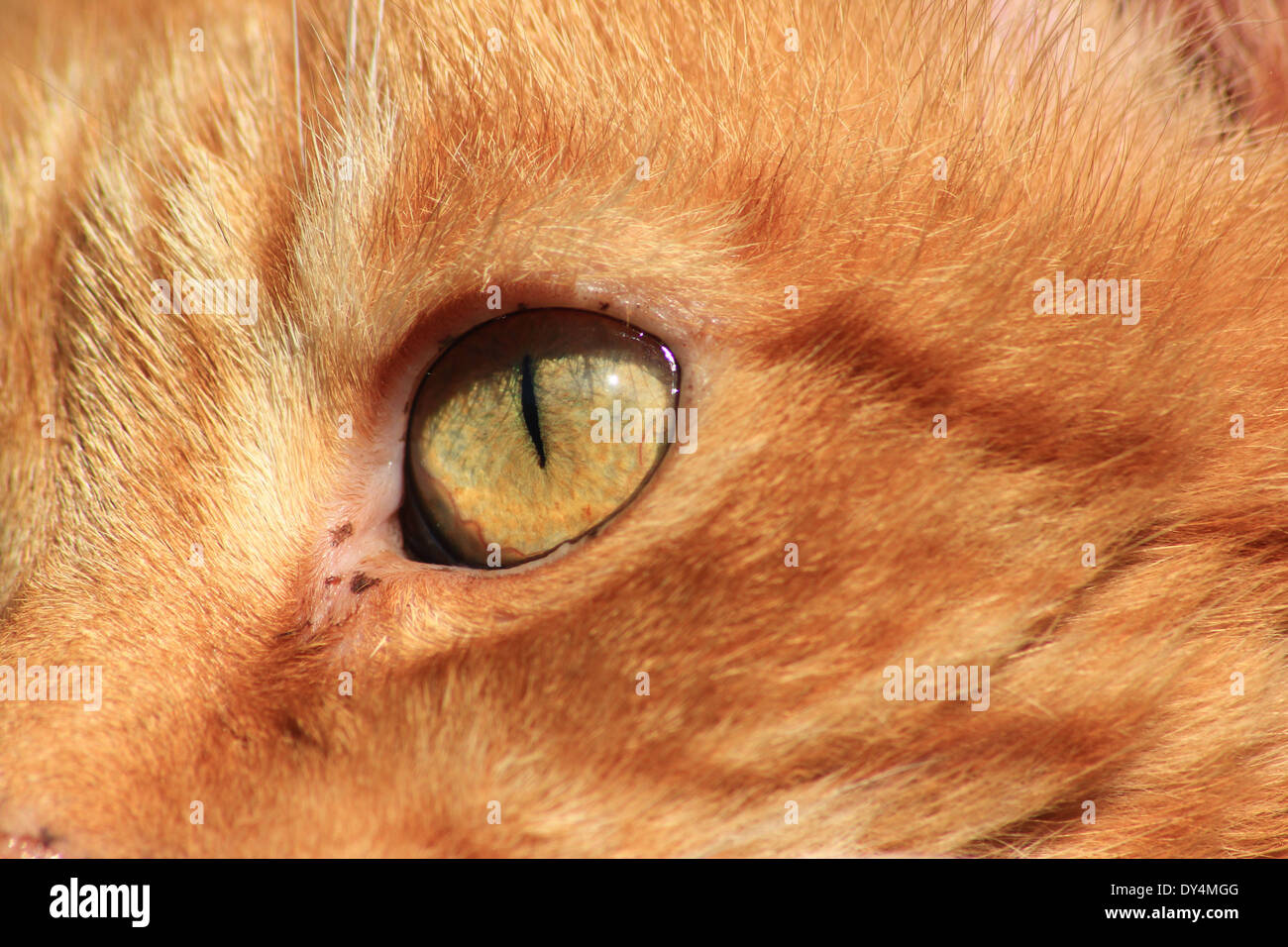 Eye of ginger cat Stock Photo Alamy