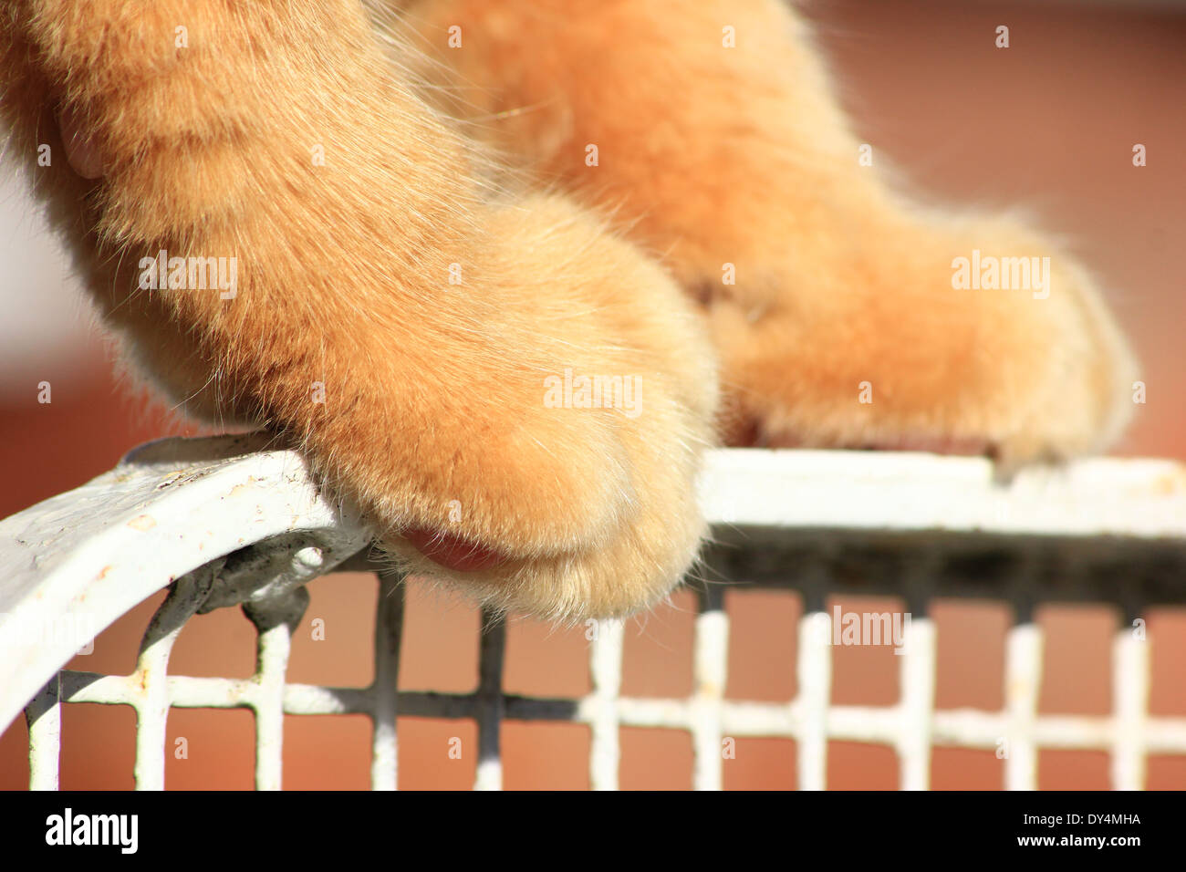 Ginger cat paws on garden gate Stock Photo