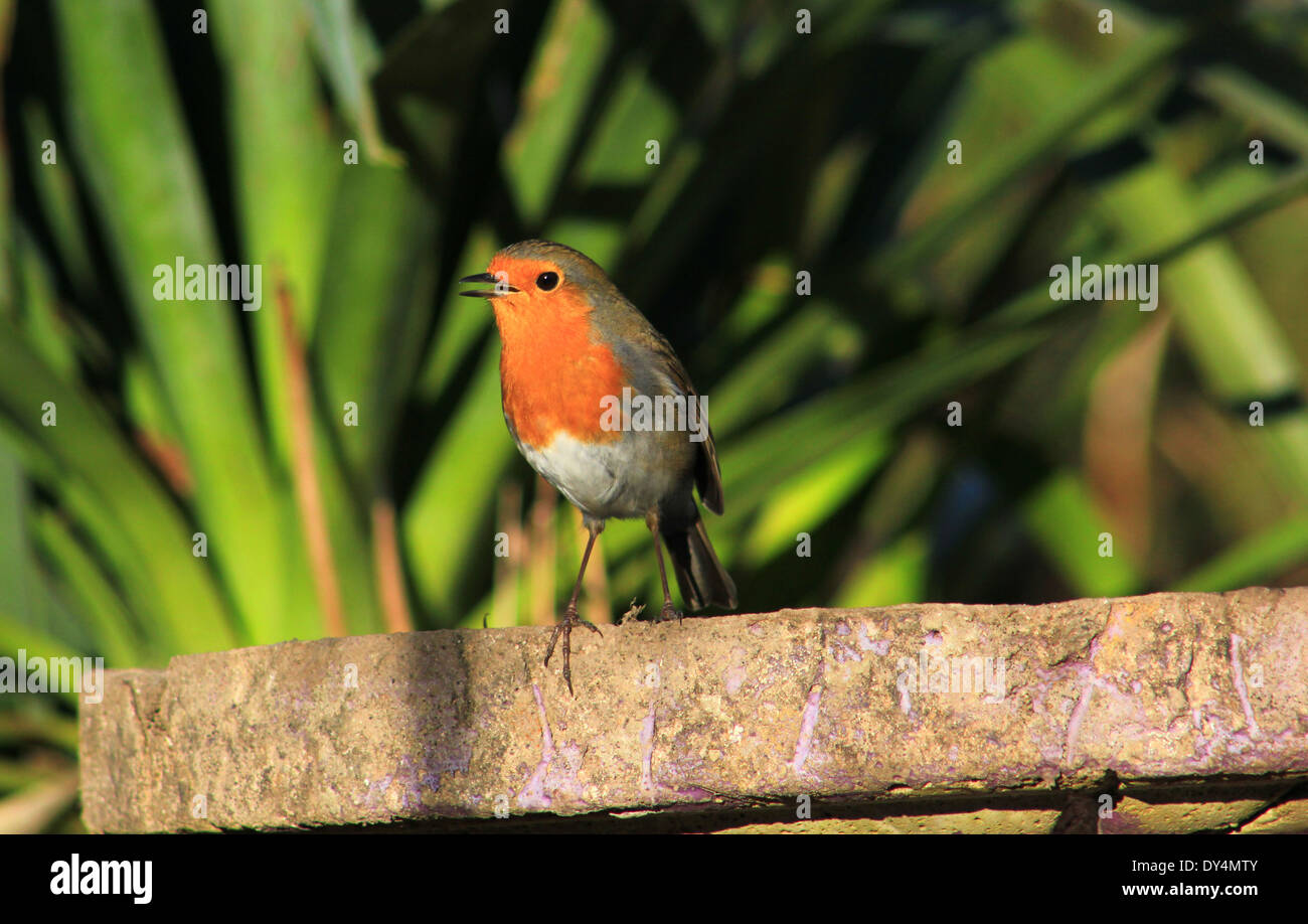 Robin Song Bird Hi Res Stock Photography And Images Alamy