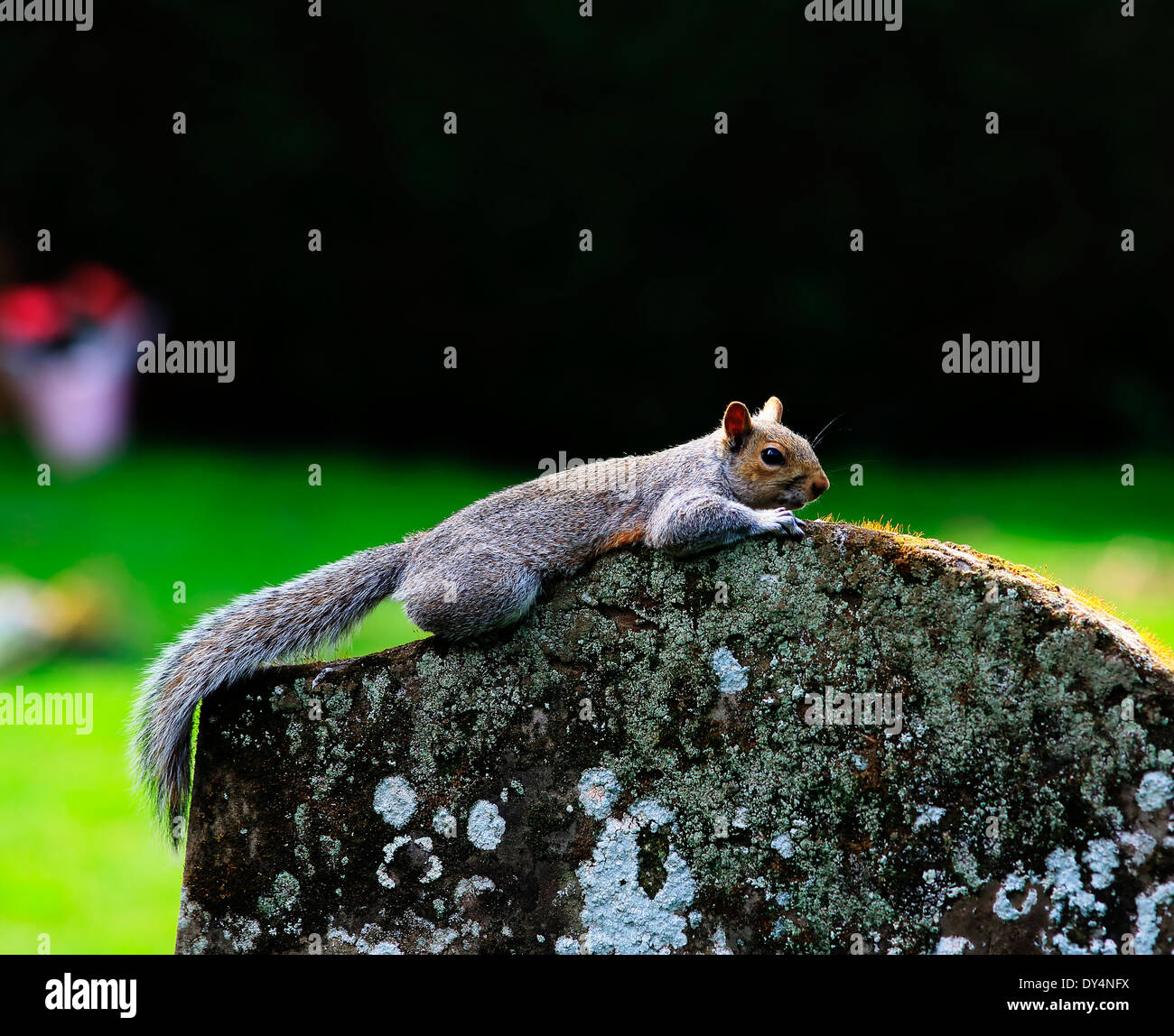 Animal gravestone hi-res stock photography and images - Alamy