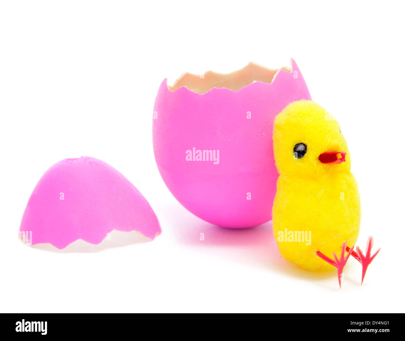 Chick hatching egg white background Cut Out Stock Images & Pictures - Alamy