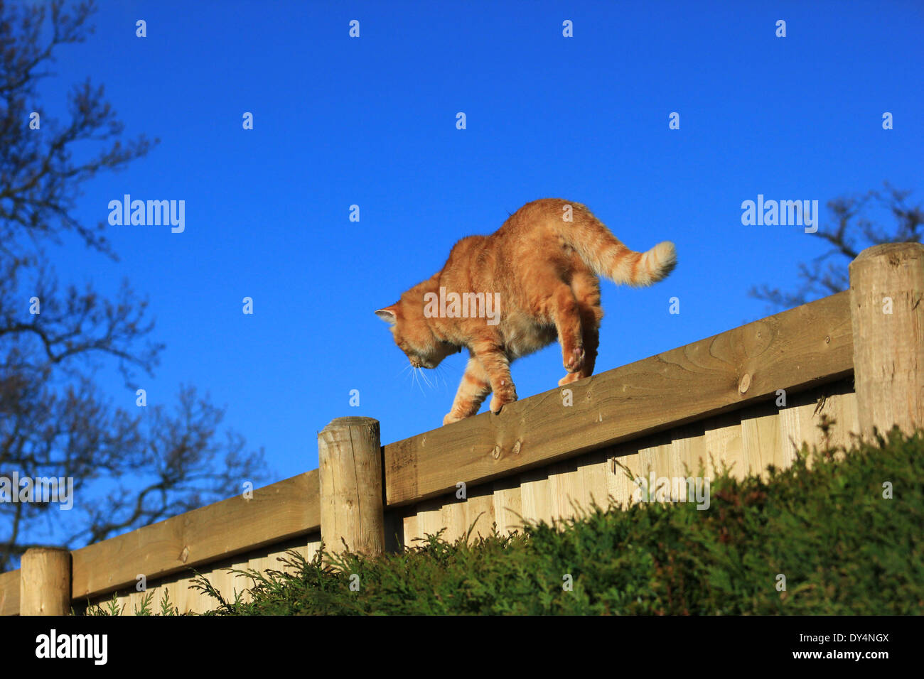 Ginger cat walking on garden fence Stock Photo Alamy