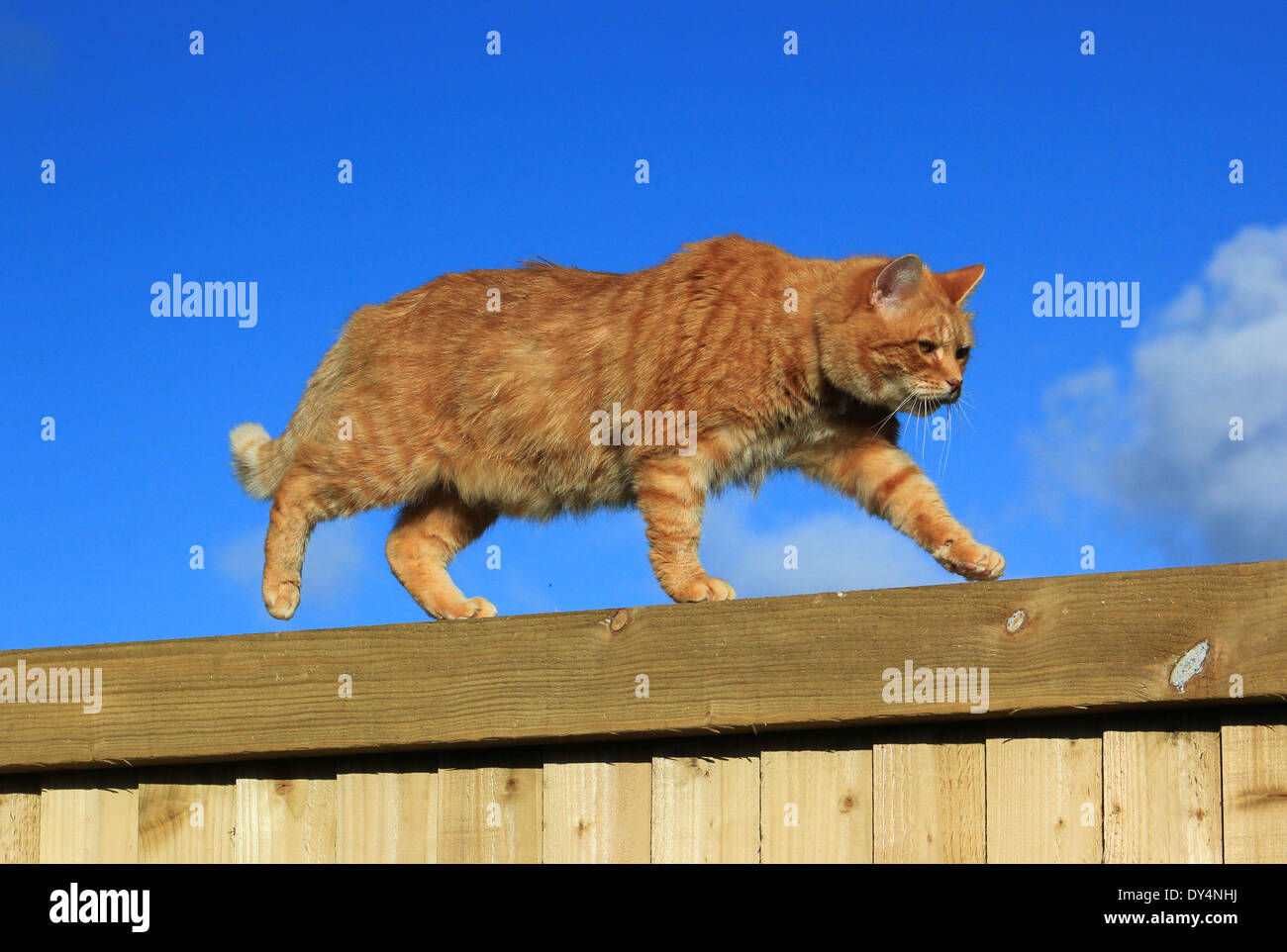 Ginger cat walking on garden fence Stock Photo Alamy