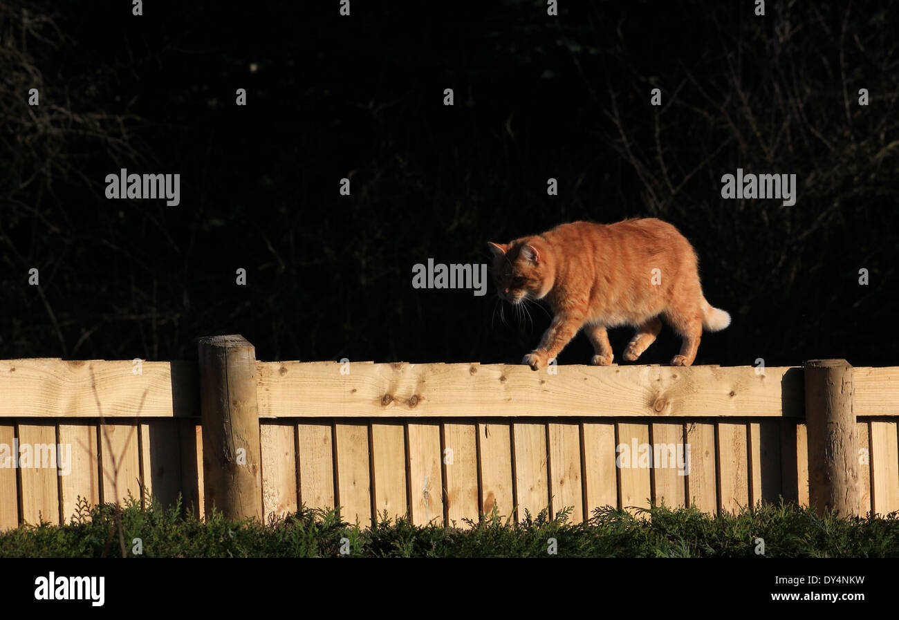 Ginger cat walking on garden fence Stock Photo - Alamy