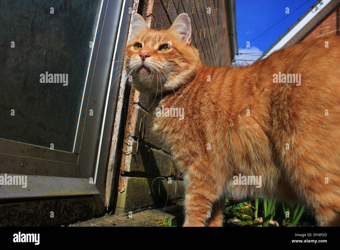 Ginger cat waiting by back door Stock Photo