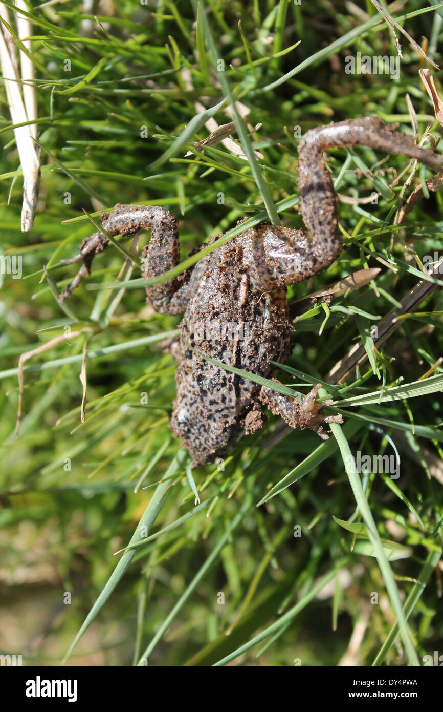 brown little jumping frog into green grass Stock Photo