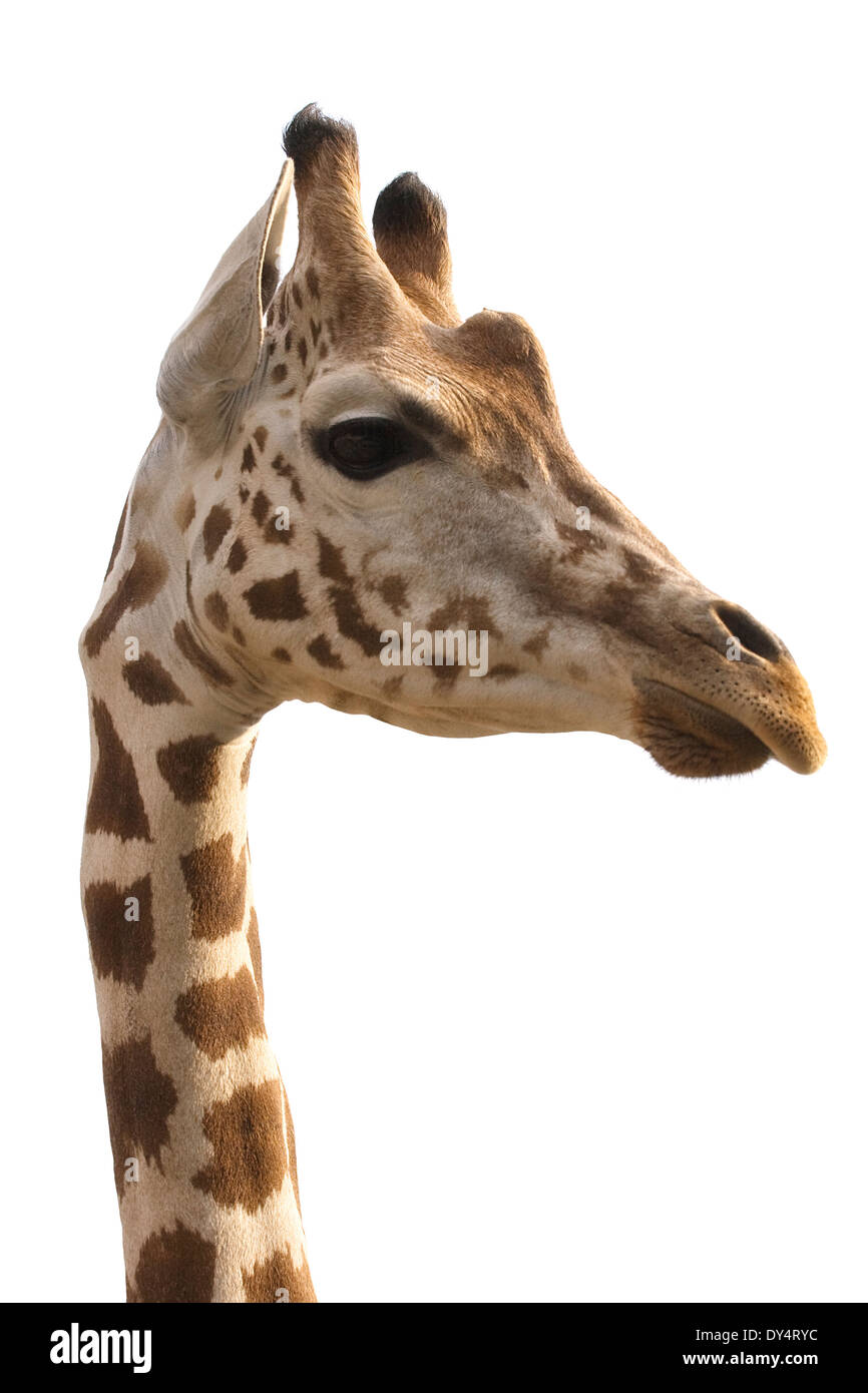 An isolated photo of a giraffe's neck and head Stock Photo