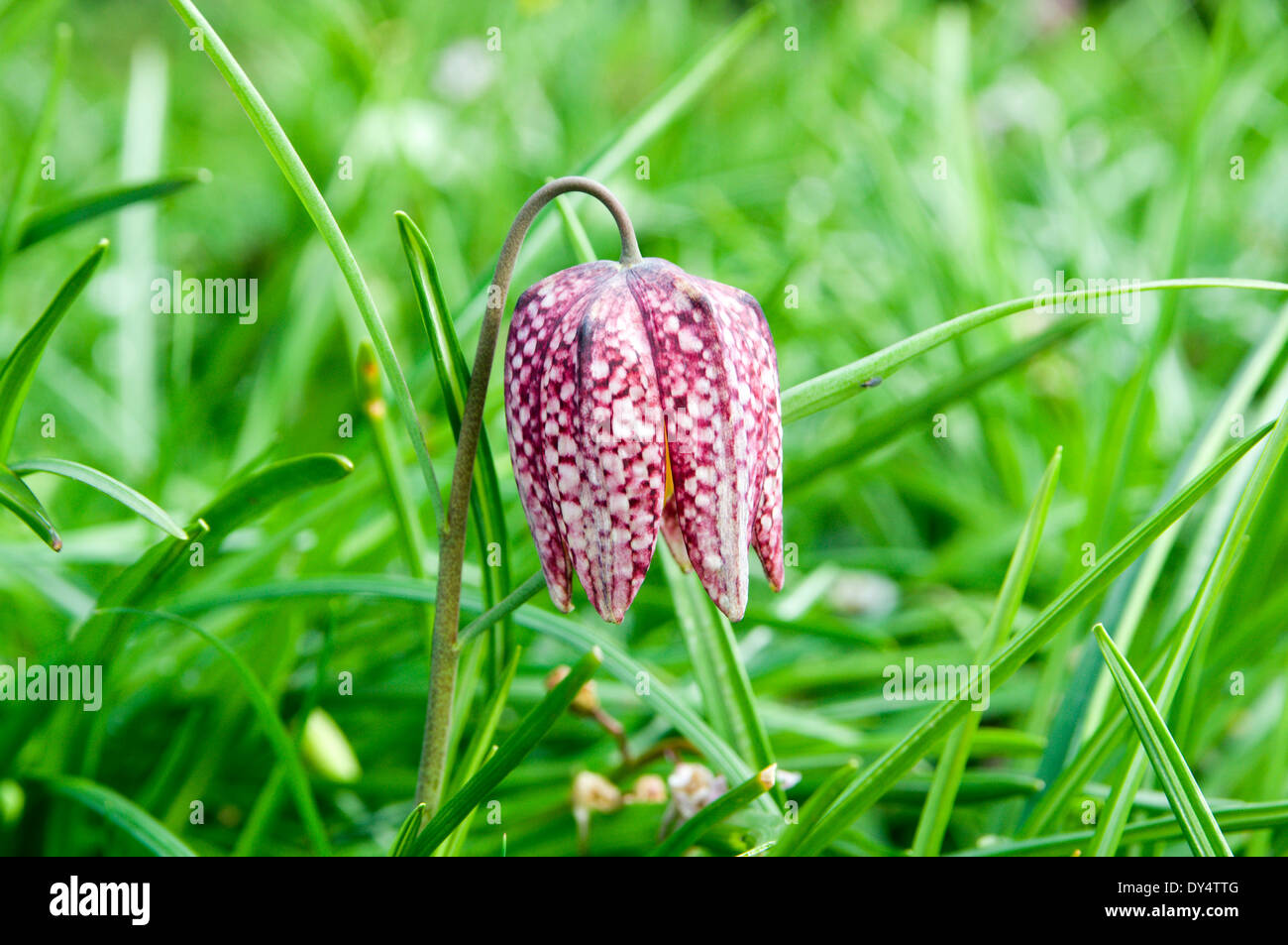 Snakes Head Fritillary flower, Bute Park, Cardiff, Wales. Stock Photo