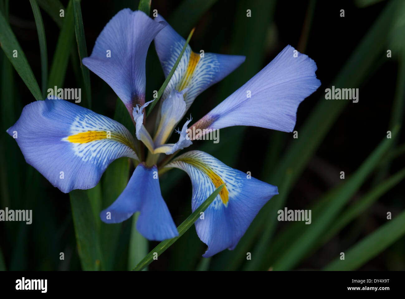 Close up of Iris unguicularis in flower (8609) Stock Photo
