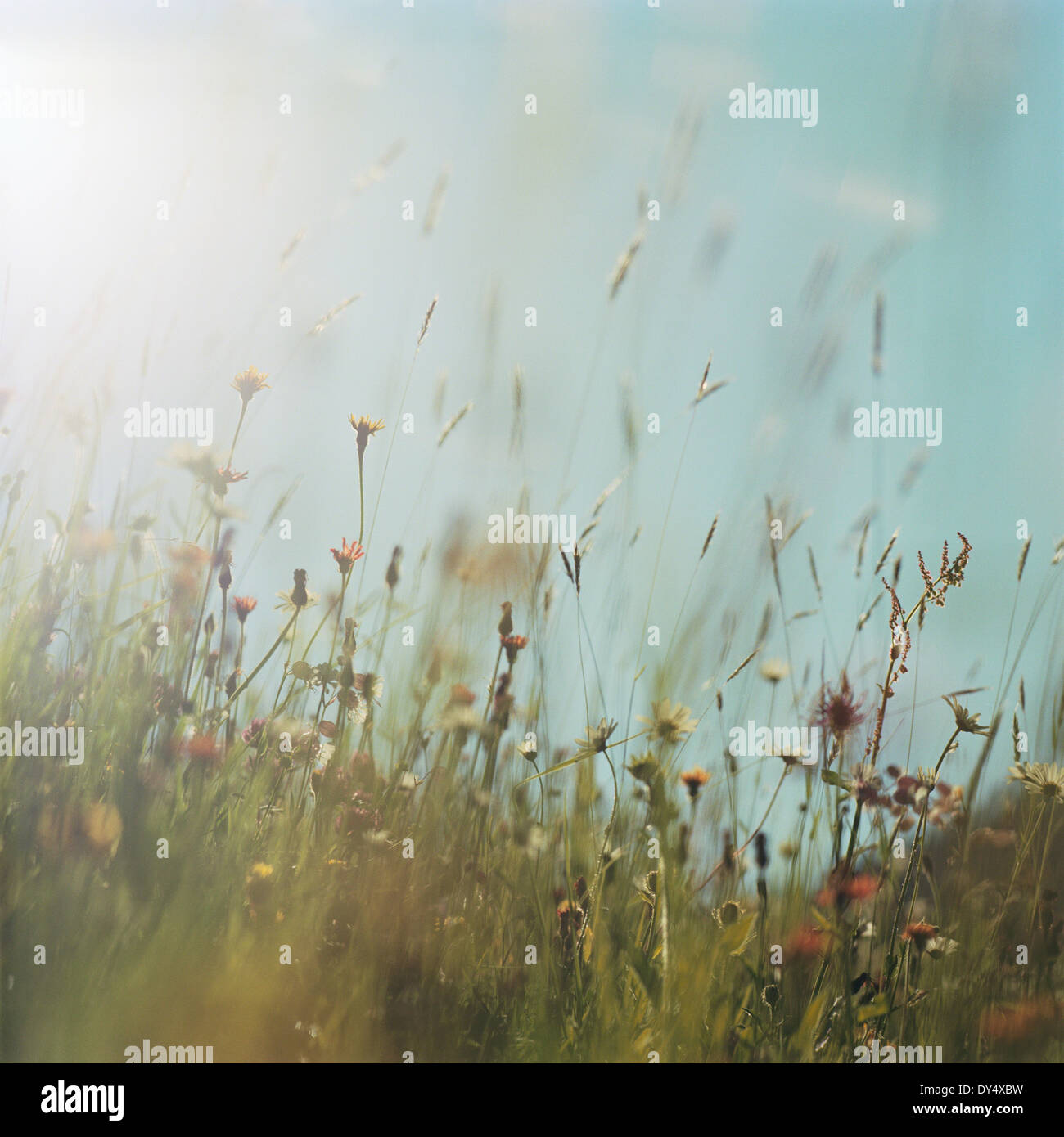 Wildflowers in daytime Stock Photo