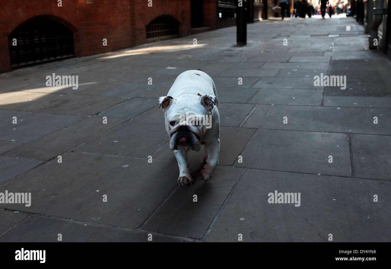 bulldog in London alleyway Stock Photo Alamy