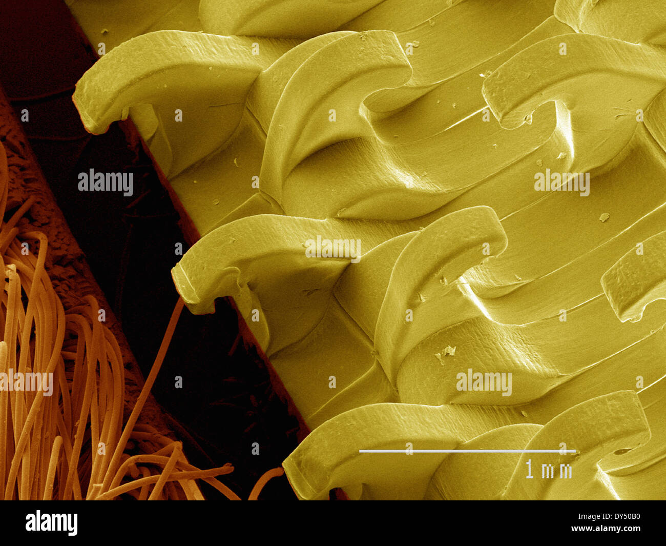 Coloured SEM of hook and loop fabric Stock Photo