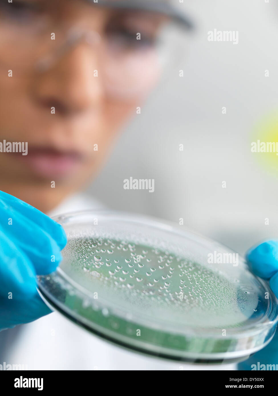 Close up of female scientist examining micro organisms in petri dish Stock Photo