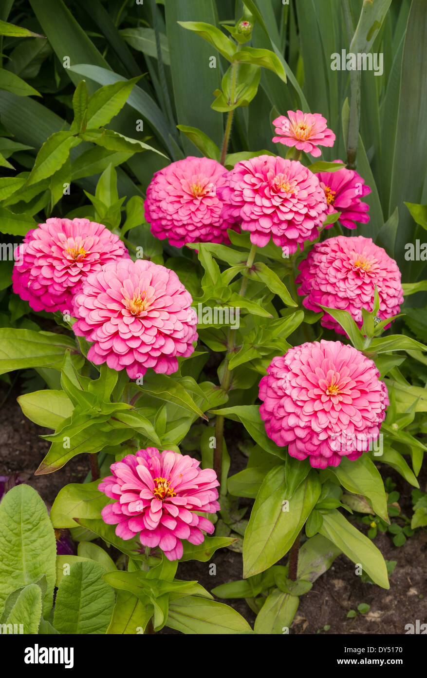 Dahlia flower plant hi-res stock photography and images - Alamy