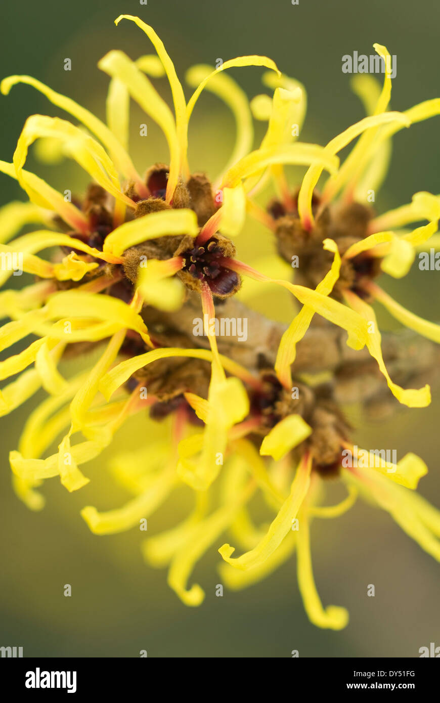 Close up of Hamamelis mollis, Witchazel. Scented Shrub, December. Bright yellow flowers. Stock Photo