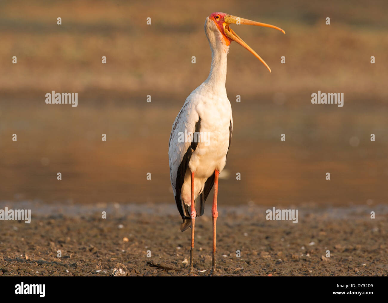 Yellow billed stork - Mycteria ibis, Mana Pools National Park, Zimbabwe, Africa Stock Photo