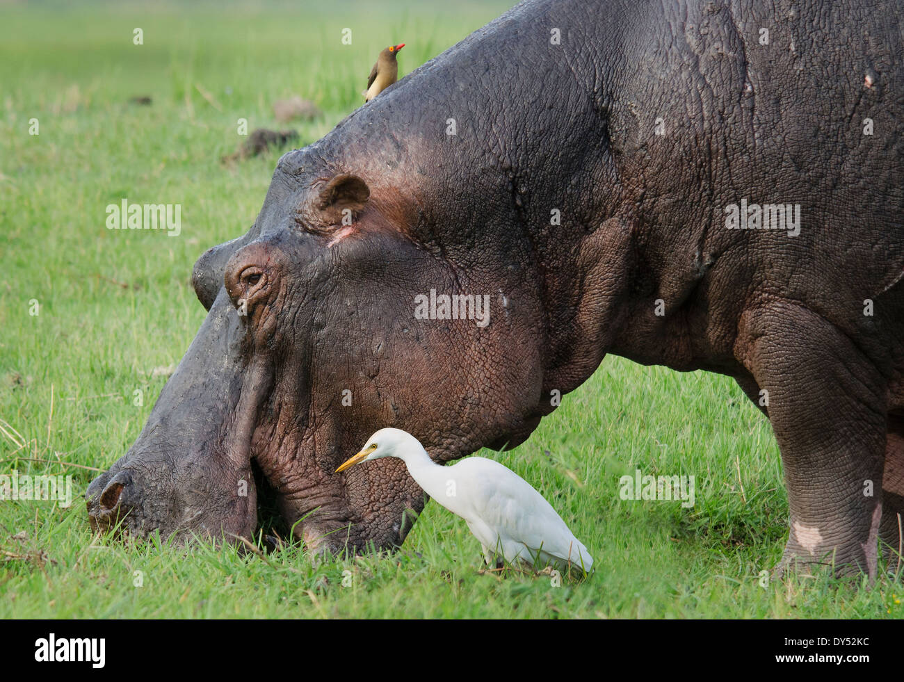 Oxpecker over a grazing Hippo (Hippopotamus amphibius)and an egret Stock Photo