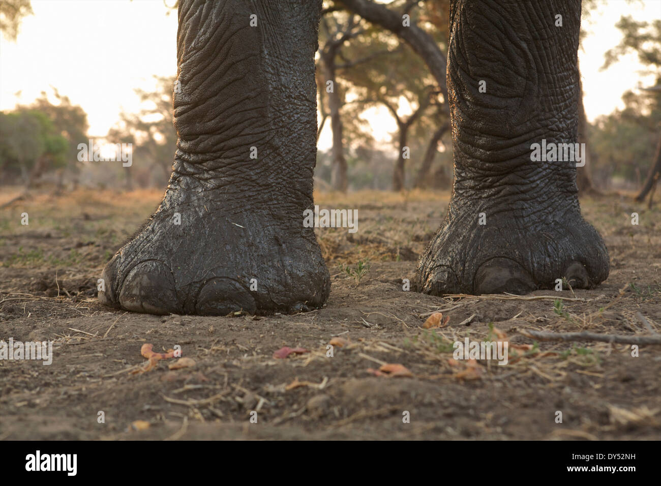 Elephant feet anatomy hires stock photography and images Alamy