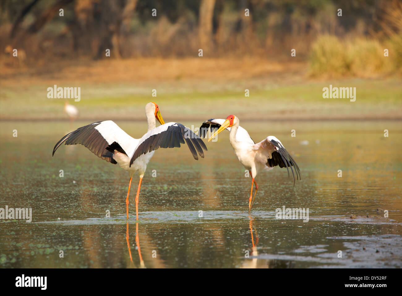 Yellow-billed storks - Mycteria ibis - having a territorial dispute at a waterhole at dawn Stock Photo