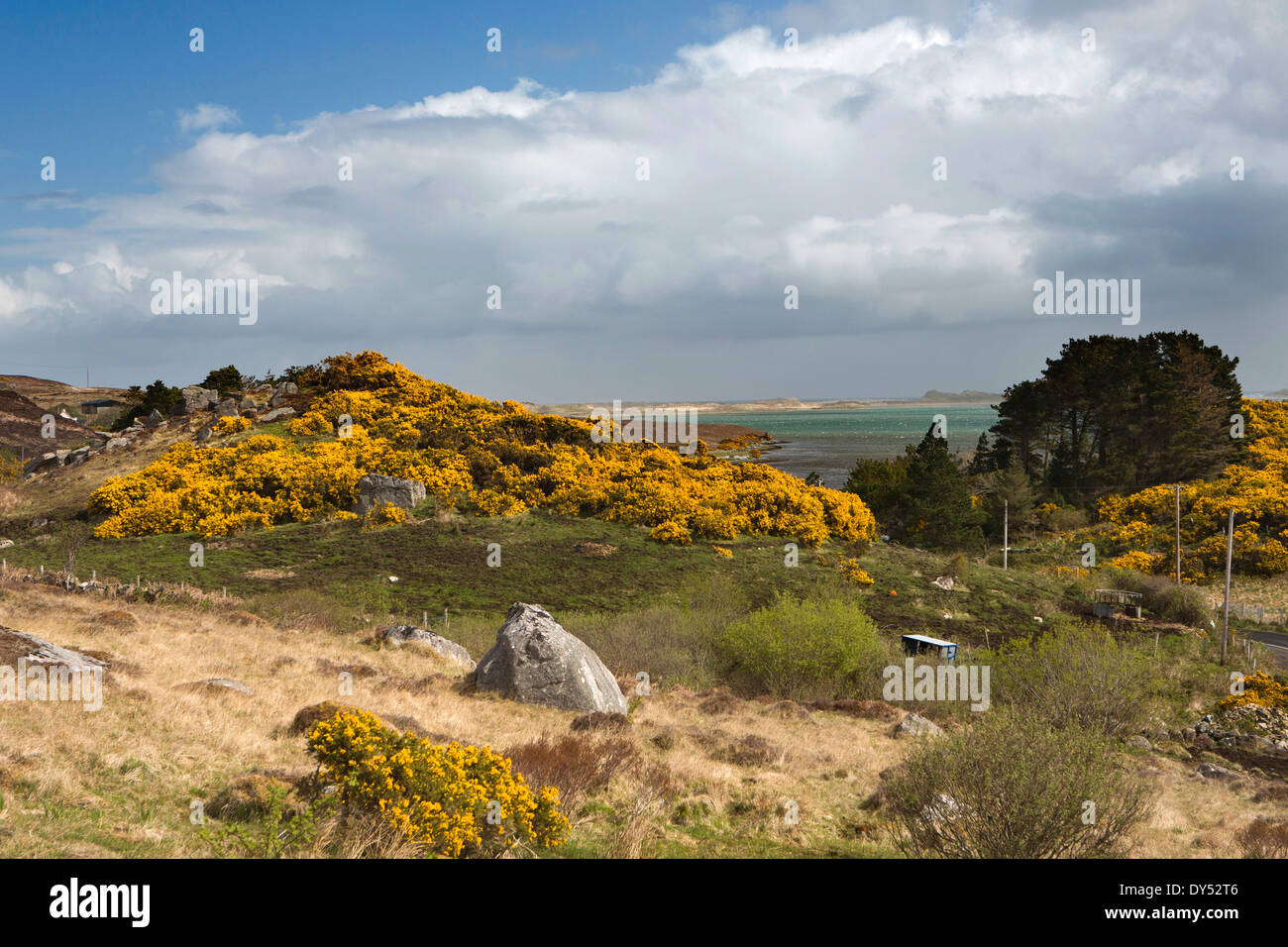 Ireland, Co Donegal, Gweedore, Meenaclady, gorse covered hill above the Atlantic Coast Stock Photo