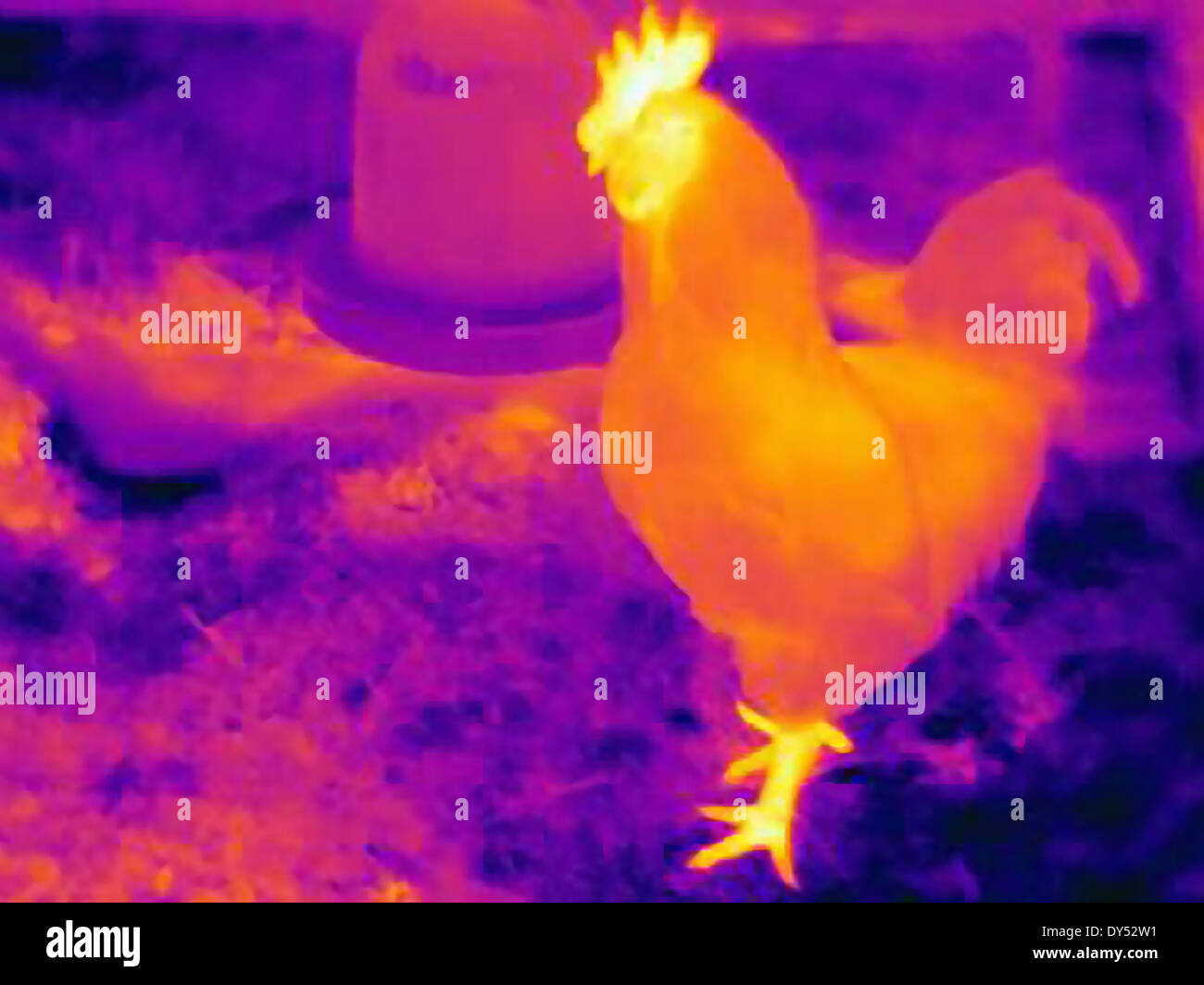 Side view rooster hires stock photography and images Alamy