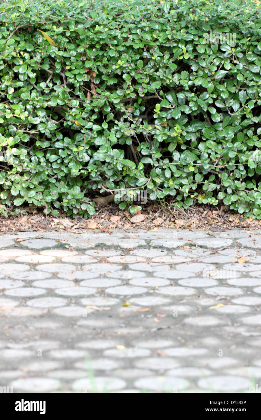 Walkways and green trees in the garden Stock Photo - Alamy
