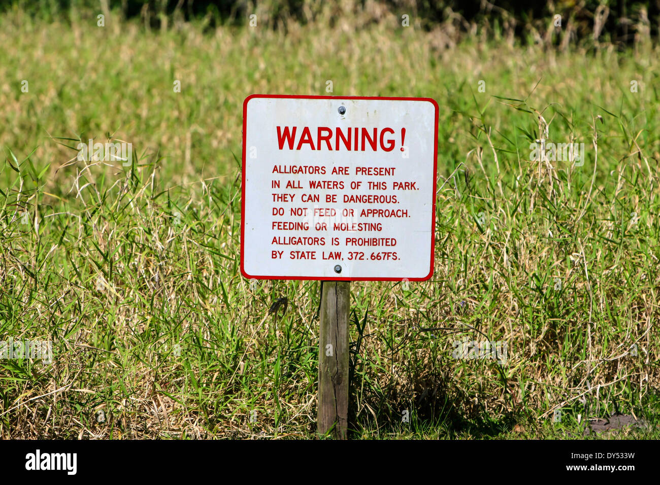 Warning sign in Florida telling people that Alligators are present. Do ...