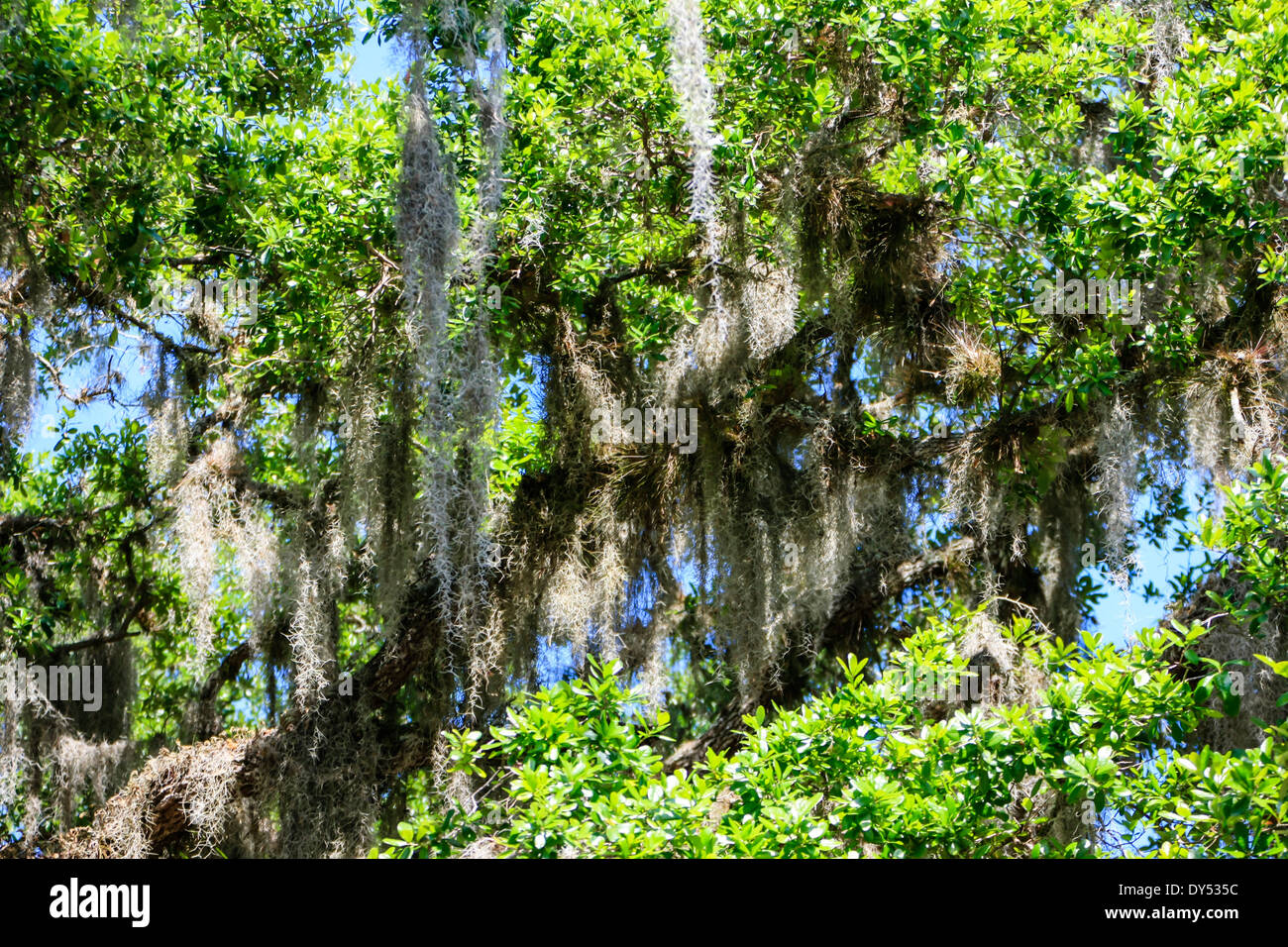 Spanish Moss ever present in the trees of the Southern States of