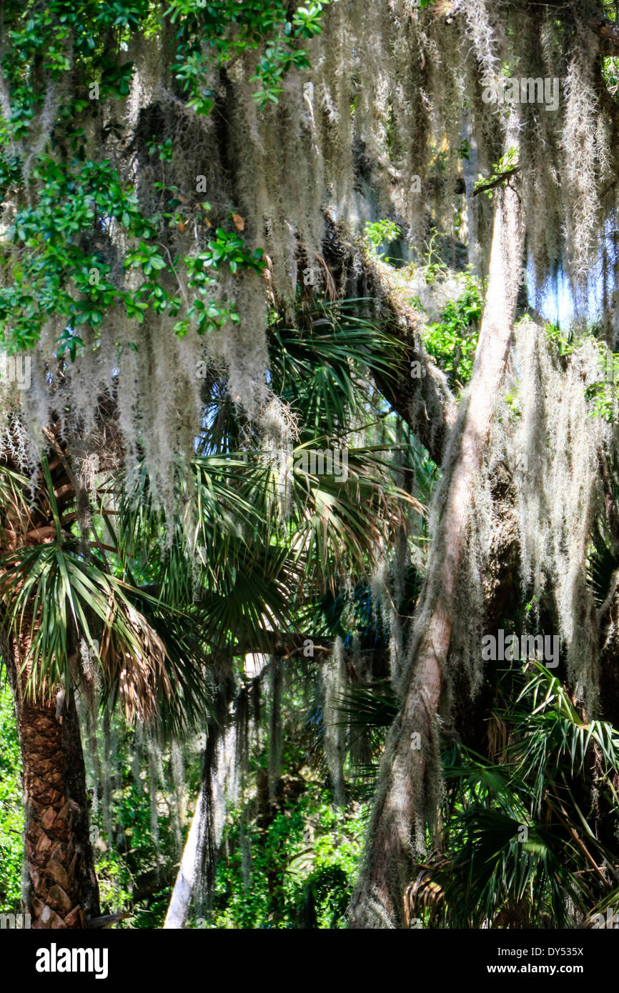 Fl hanging spanish moss hi-res stock photography and images - Alamy