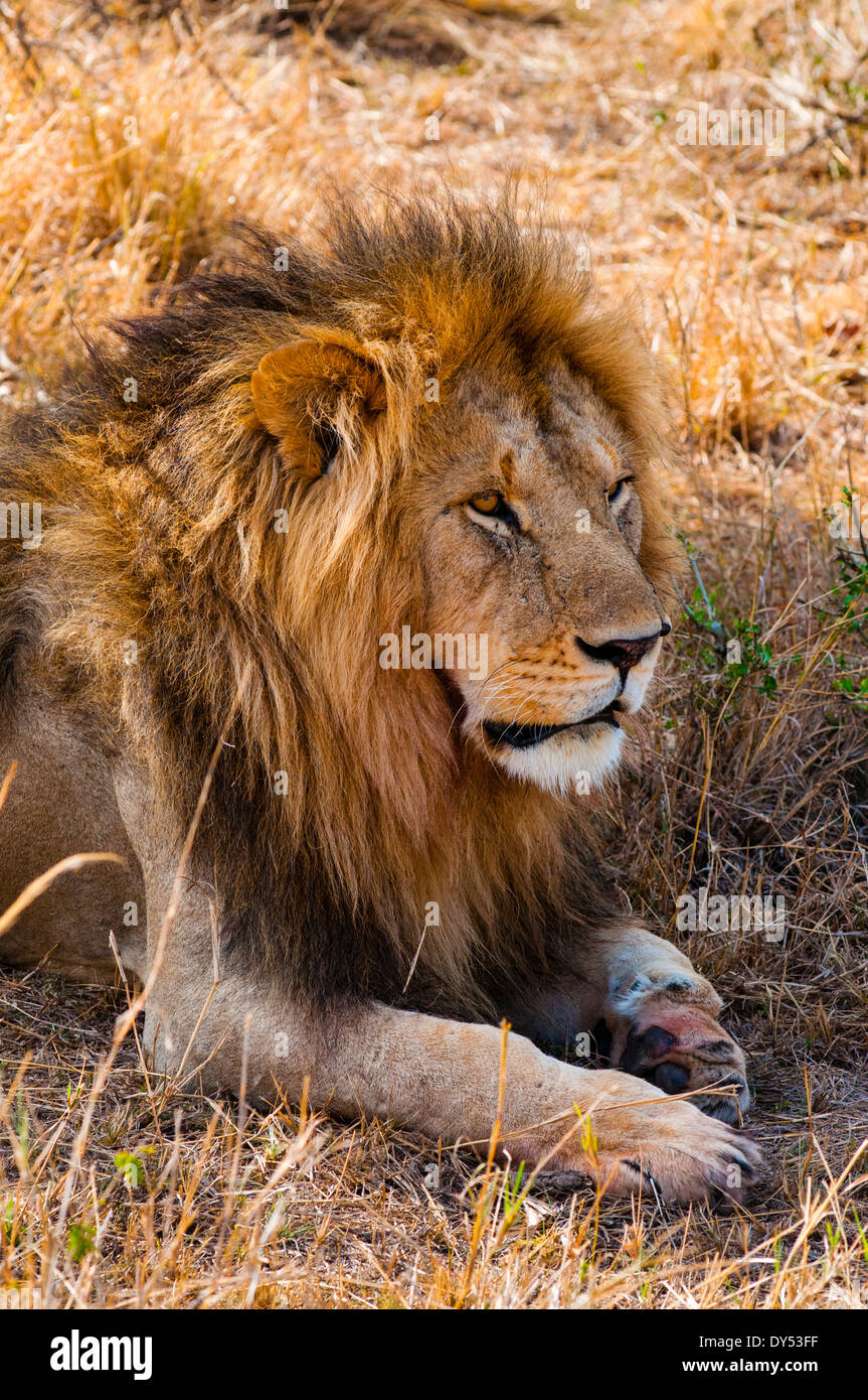 Lion (Panthera leo), Masai Mara National Reserve, Kenya, East Africa, Africa Stock Photo