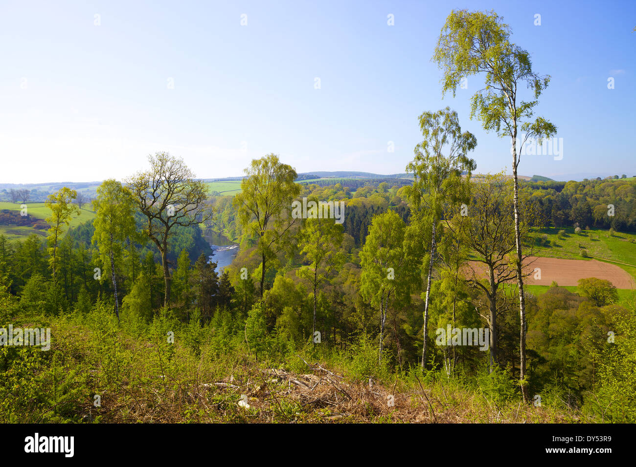 River Eden through the silver birch trees. Armathwaite, Eden Valley