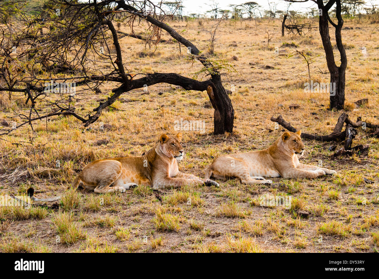 Female lions (Panthera leo), Masai Mara National Reserve, Kenya, East Africa, Africa Stock Photo