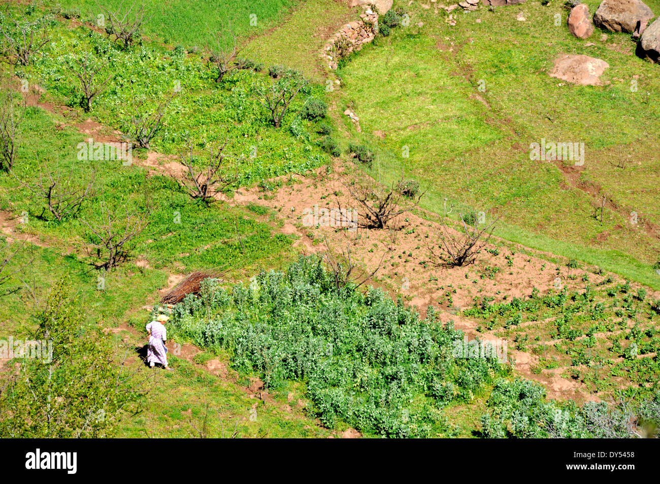 Looking down from above on woman working in garden near Tadmamt in Atlas mountains on road to Oukaimeden from Marrakech, Morocco Stock Photo