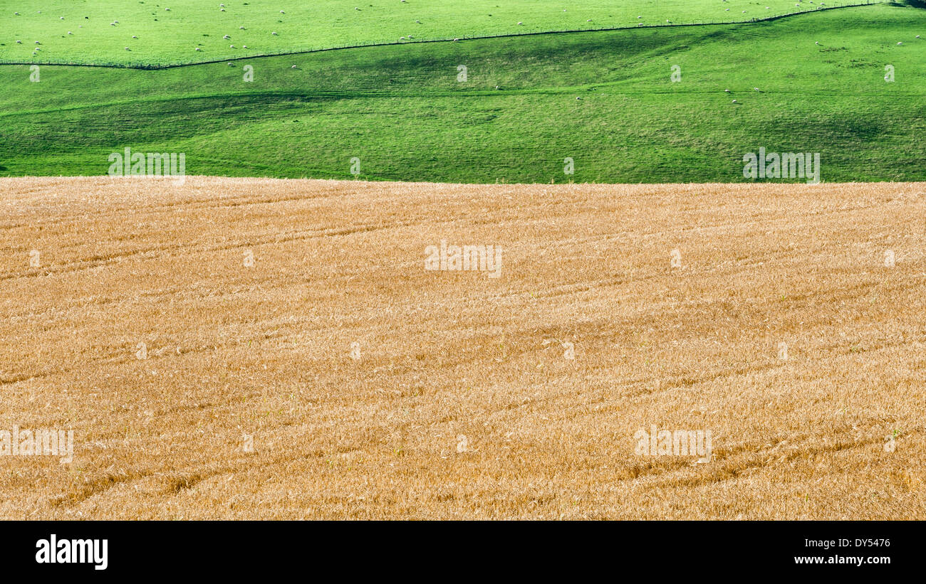 A field of ripe wheat near Knighton, Powys, UK Stock Photo