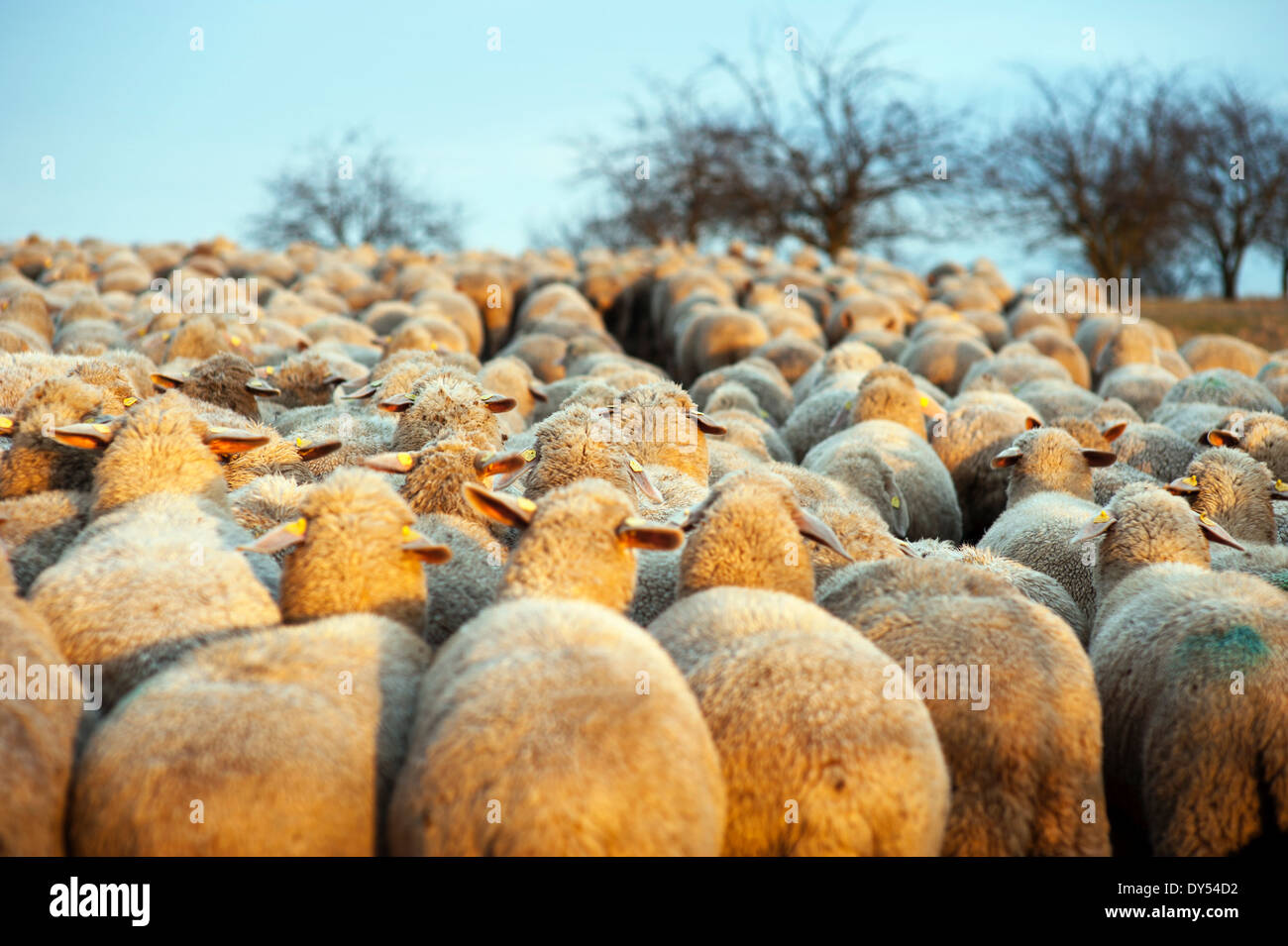 Flock of Sheep walking in a large group, a herd of sheep in the country
