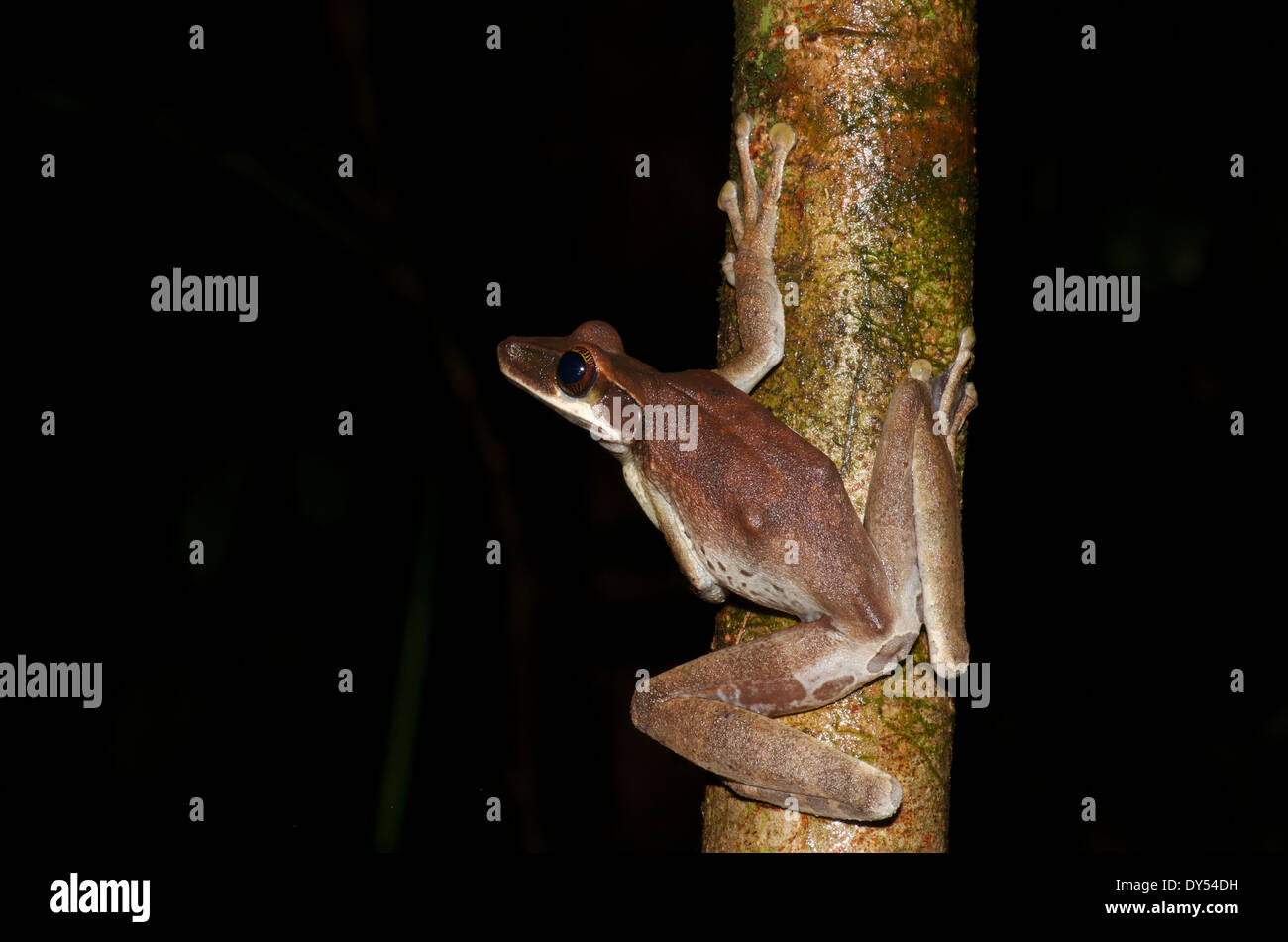 A Flat-headed Bromeliad Treefrog (Osteocephalus planiceps) ready to leap away in the Amazonian rainforest in Loreto, Peru. Stock Photo