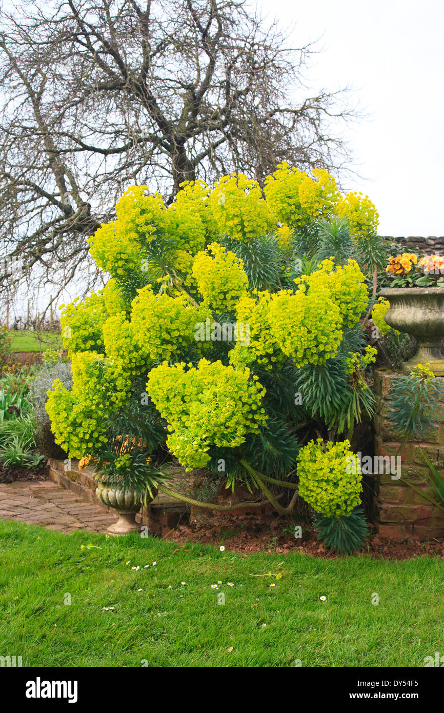 A magnificent, large Euphorbia Characias wulfenii Stock Photo