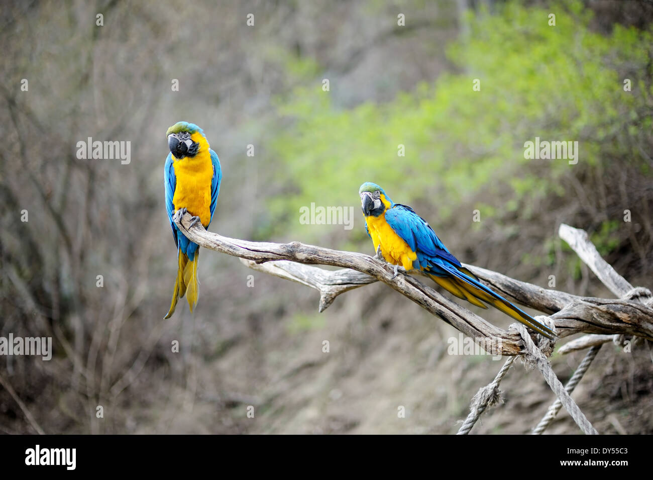 Blue and gold macaw parrots on a branch Stock Photo