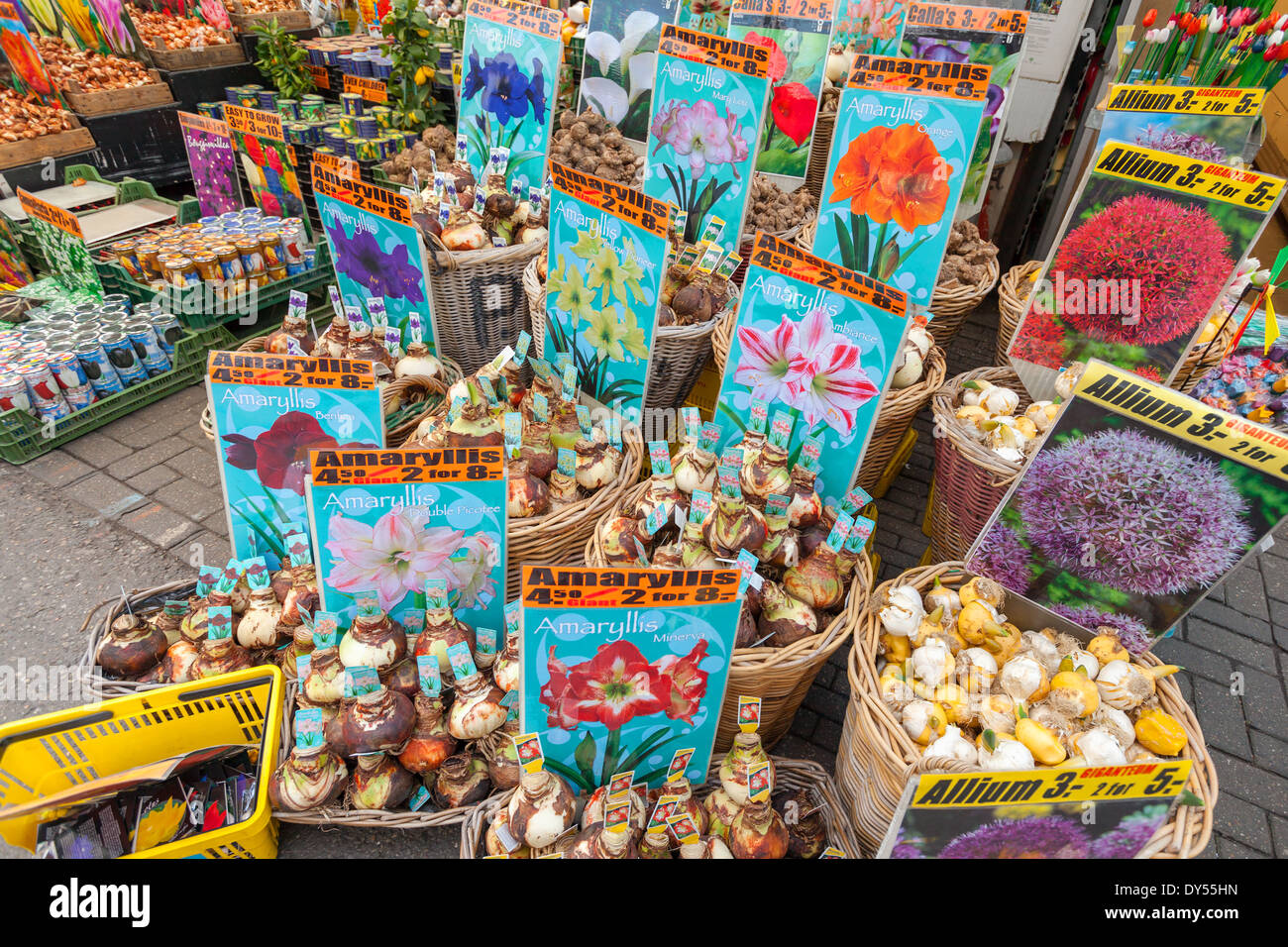 AMSTERDAM, NETHERLANDS – MARCH 19, 2014: Decorative flower bulbs with prices on the counter of big floating market in Amsterdam Stock Photo