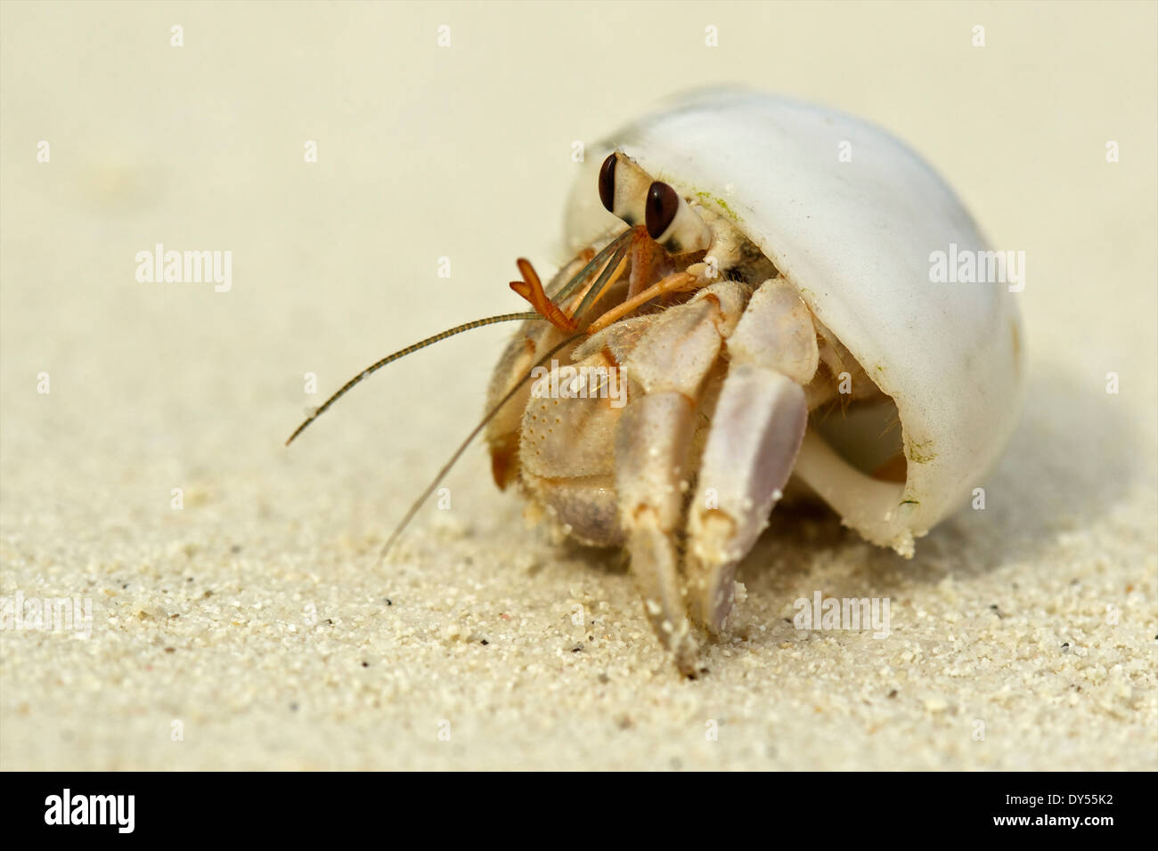 Hermit crab in a shell, Maldives Stock Photo - Alamy Hermit crab in a shell, Maldives Stock Photo - Alamy