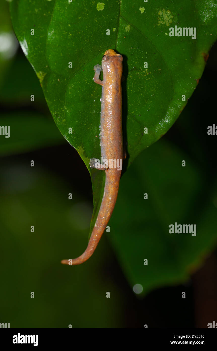 An Amazon Climbing Salamander (Bolitoglossa altamazonica) on a leaf at night in the Amazon basin in Peru. Stock Photo
