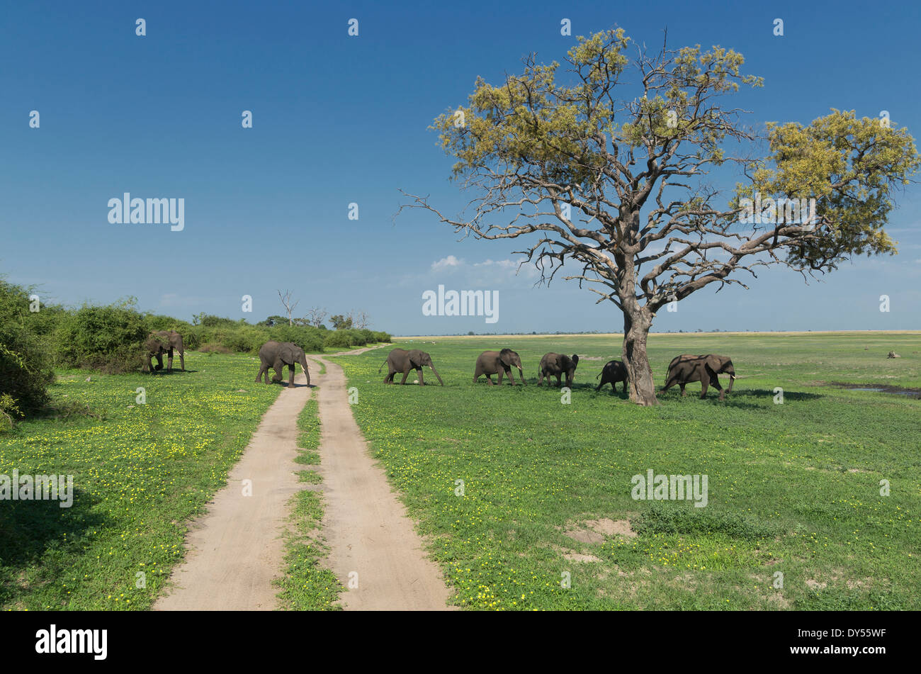 African elephants (Loxodonta africana) walking in line Stock Photo