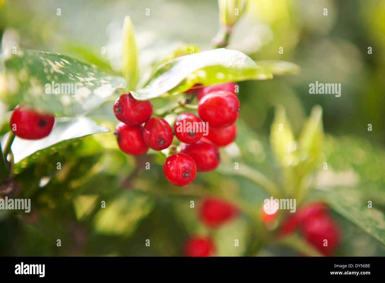 Aucuba Japonica Plant High Resolution Stock Photography and Images - Alamy